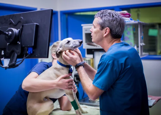 Melbourne specialist vet answering questions to dog and owner