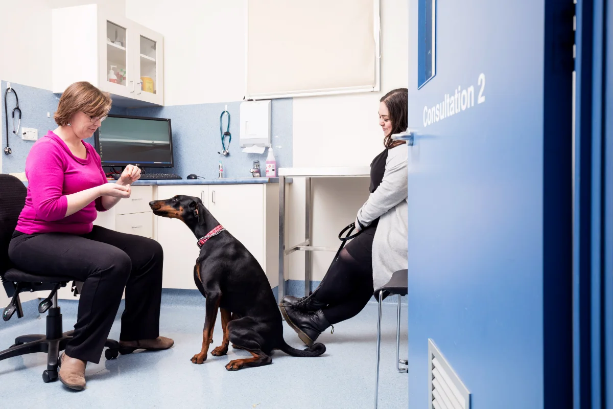 Behavioural medicine specialists at Melbourne Veterinary Specialists