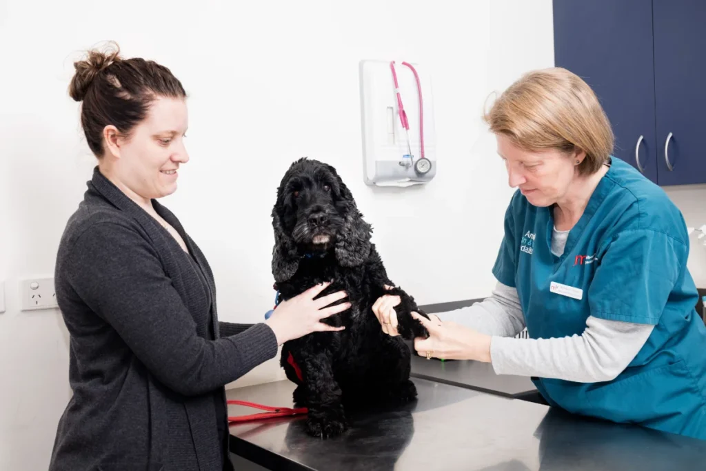 Melbourne veterinary dermatology consultation