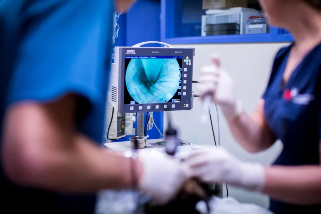 Veterinary dermatology specialists using otoscope