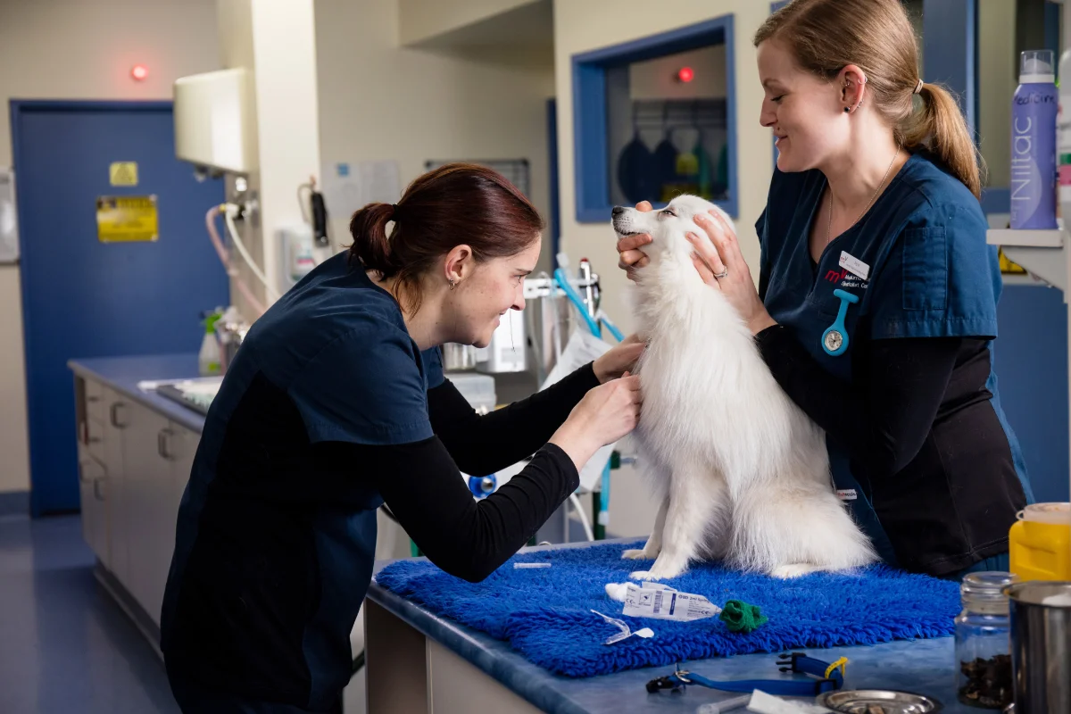 Internal Medicine deparatment at Melbourne Veterinary Specialists