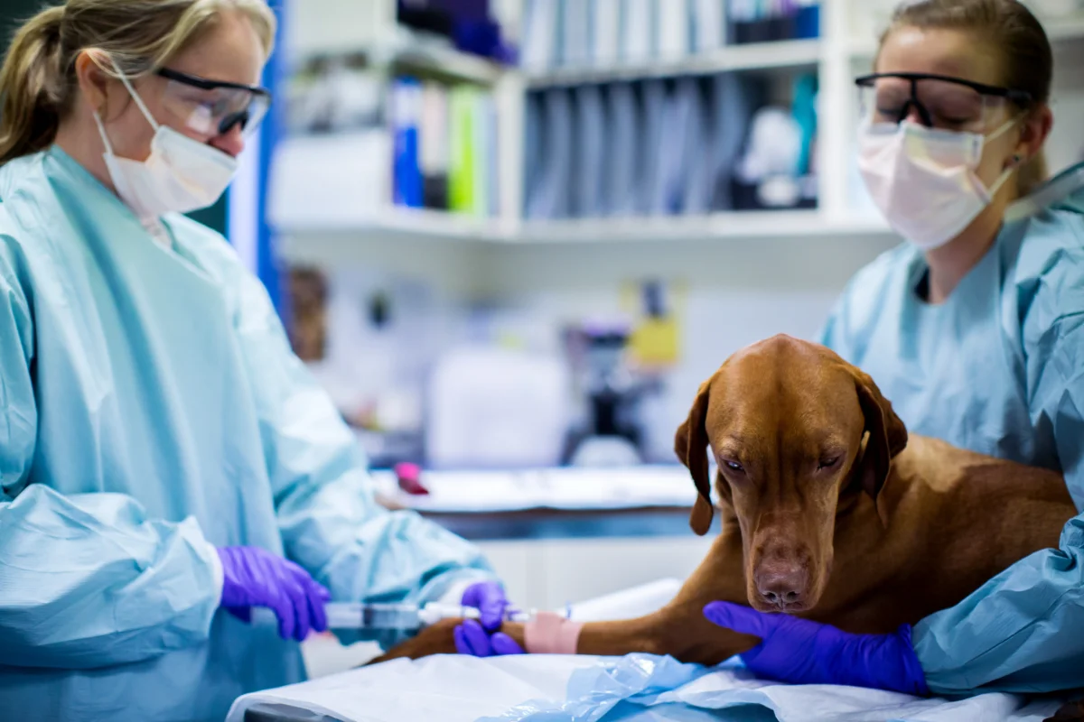 Oncology specialists at Melbourne Veterinary Specialists