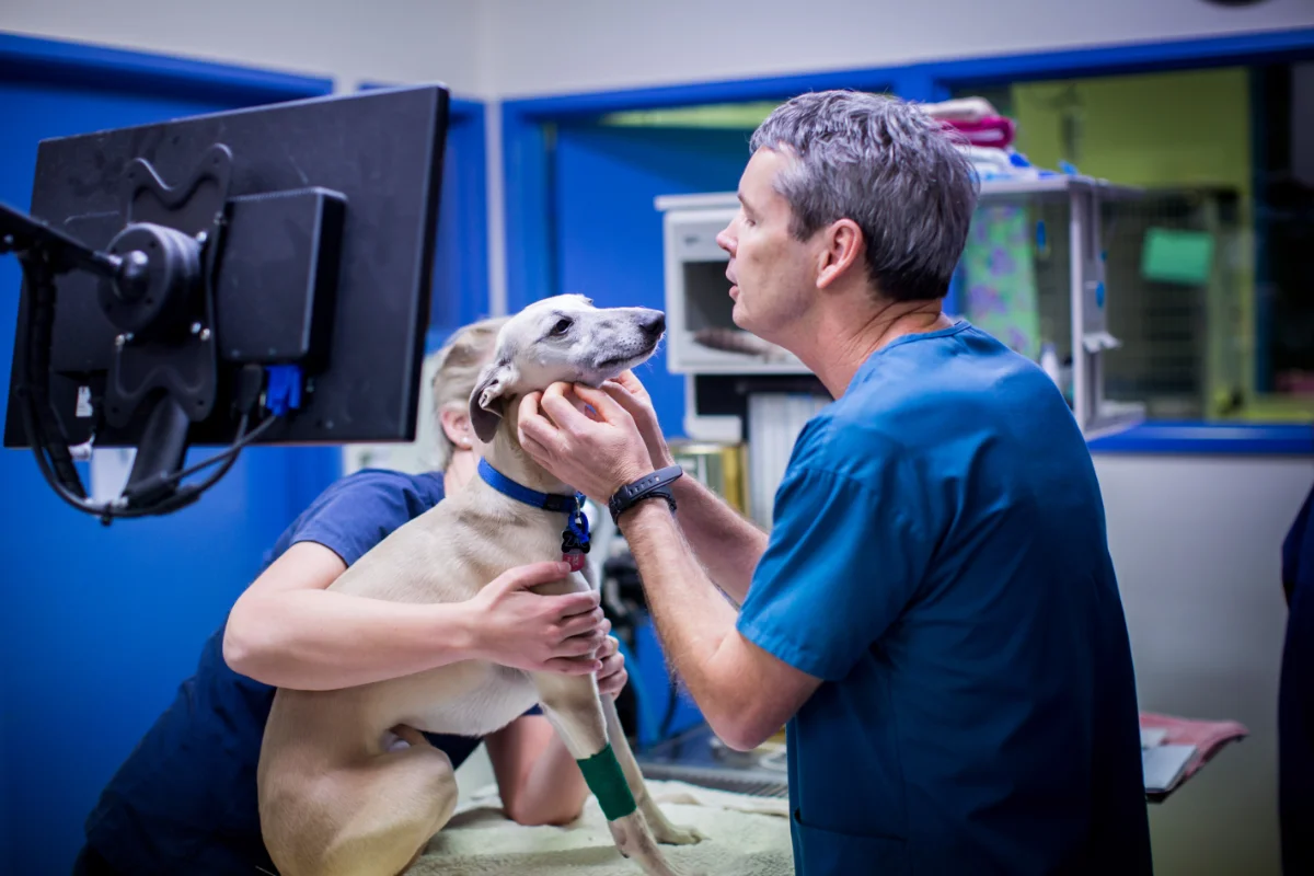 Melbourne veterinary dermatology consultation with a dog