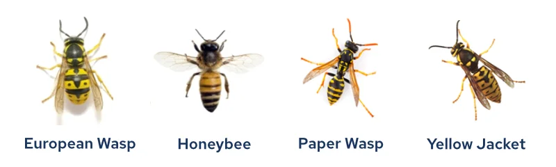 From left to right European Wasp, Honeybee, Paper Wasp, Yellow Jacket