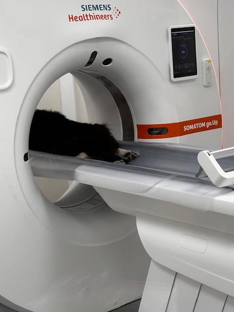 CT machine at Melbourne Veterinary Specialist Centre